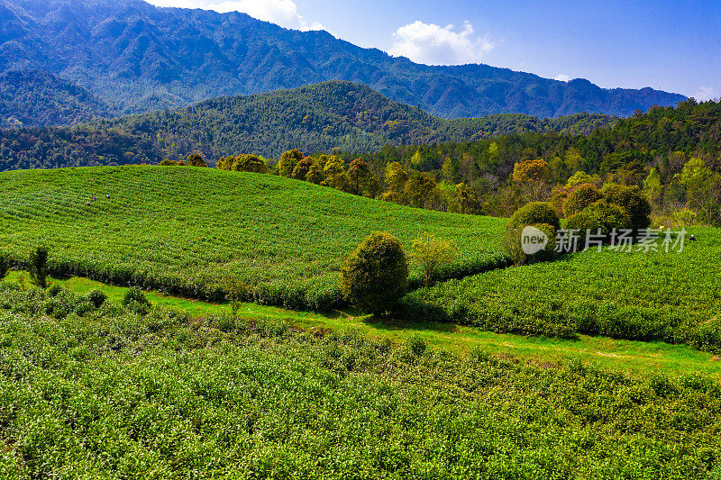 大茶园景