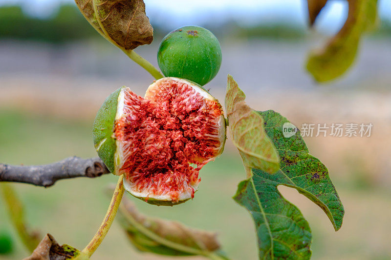 树上绽开的无花果。