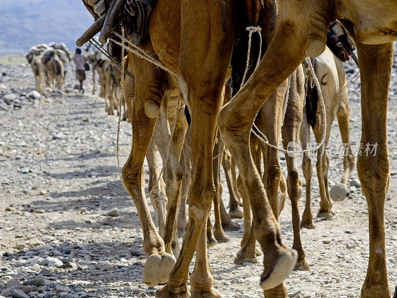 骆驼商队运输盐的极端特写埃塞俄比亚麦芽酒盐湖