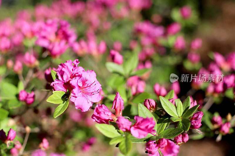 杜鹃花和杜鹃花可以说是南方最受欢迎的灌木。许多人认为它们是完全不同的植物，但它们都属于杜鹃花属，该属有800多个物种和10000多个命名选择