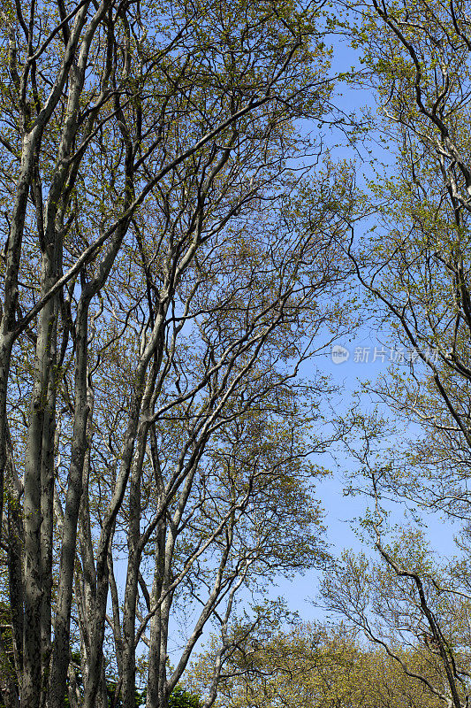 未发酵的树木映衬着初春季节的蓝天