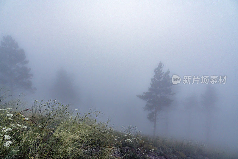 森林里一个雾蒙蒙的早晨。山坡上的云杉松在雾霾中。黎明前大自然神秘的光芒，