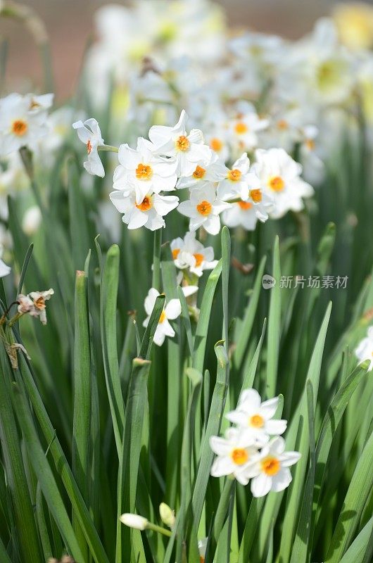 水仙花球茎:早春开花