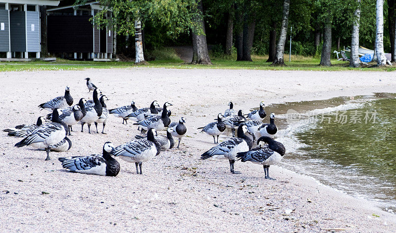 一群鸟，加拿大鹅，在城市公园的海滩上休息。芬兰拉赫蒂市的野鹅。