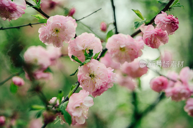 杏树开花