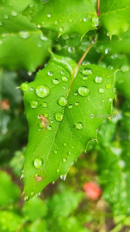 叶子雨滴