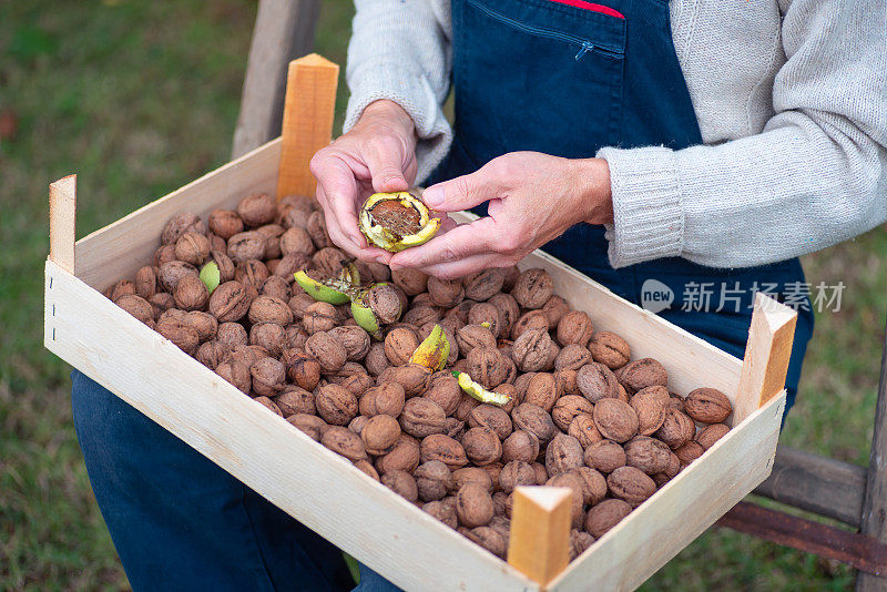 一个男人拿着刚摘下来的核桃装在板条箱里