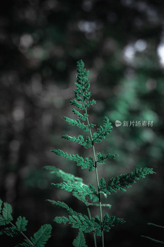 春天的枝叶，大自然的背景