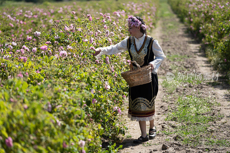 保加利亚一年一度的卡赞拉克玫瑰采摘节