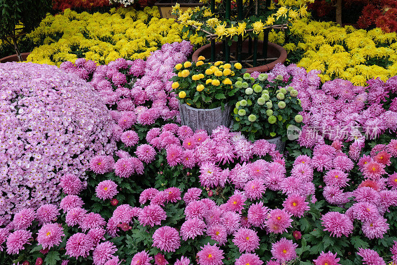 五颜六色的菊花背景