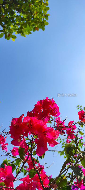 红色的花朵与明亮的蓝天-股票照片