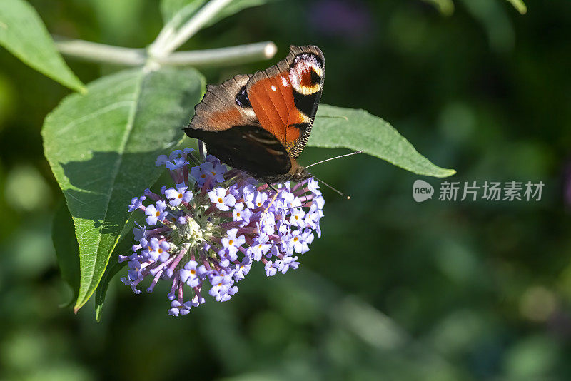 孔雀蝴蝶站在佛兰花上