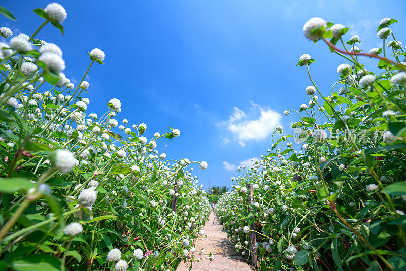 生态旅游区白球苋菜花盛开