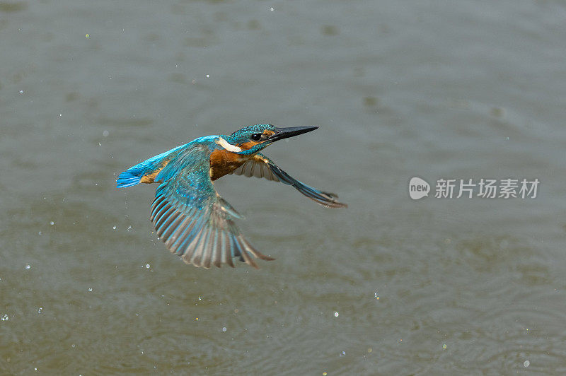 普通翠鸟飞行