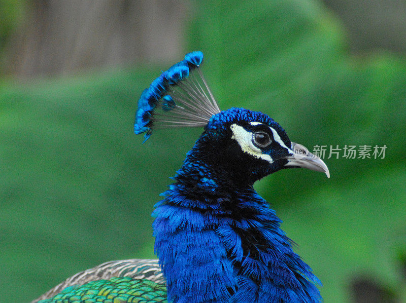 鸟-佛罗里达-极端近距离拍摄一个美丽多彩的雄性印度孔雀
