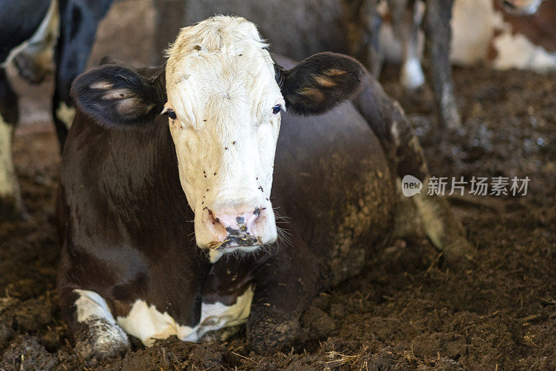 在一个小养牛场里，一头病牛躺在泥土里