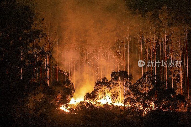 桉树森林发生火灾