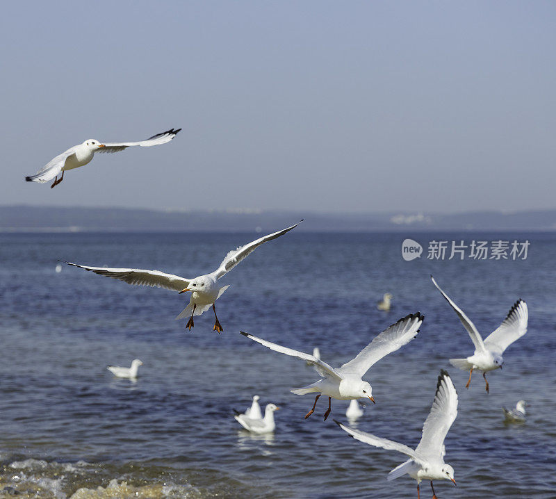 海鸥飞过海滩