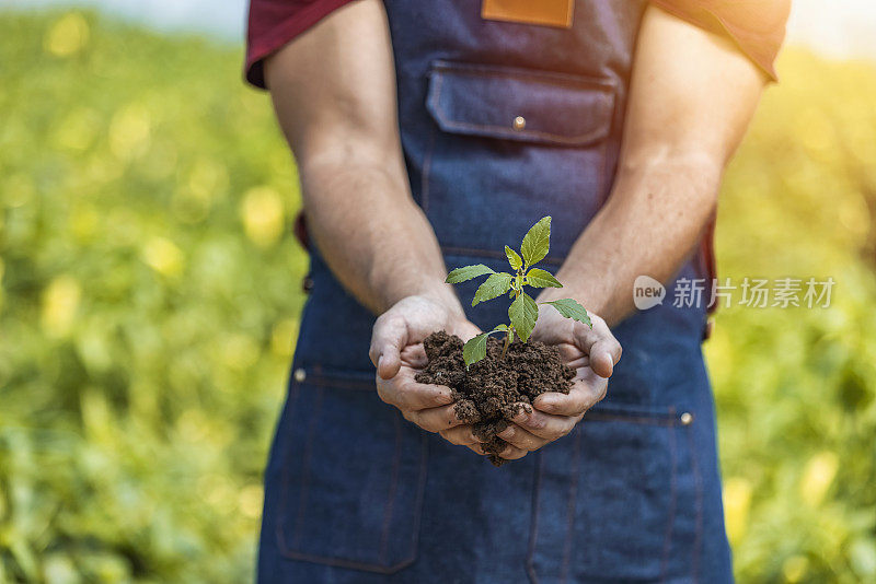 一个不知名的男人拿着一棵树苗，然后把它种在家里的花园里