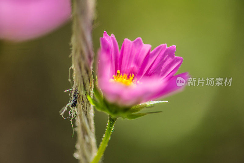 秋日的阳光照在美丽的粉红色宇宙花上