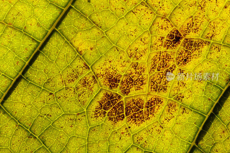 干燥的秋叶上的叶脉和细胞结构