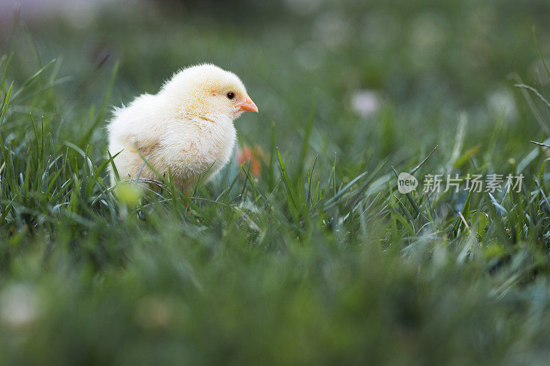 毛茸茸的小鸡站在草地上