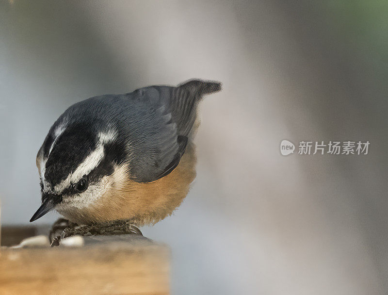 Red-Breasted五子雀