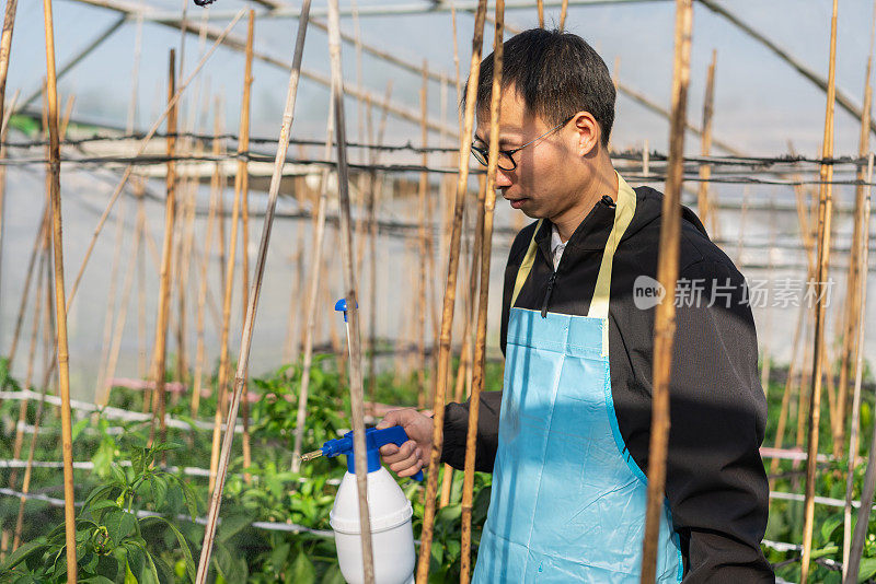 在蔬菜温室工作的农民