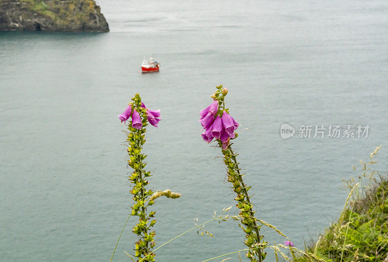 康沃尔海岸