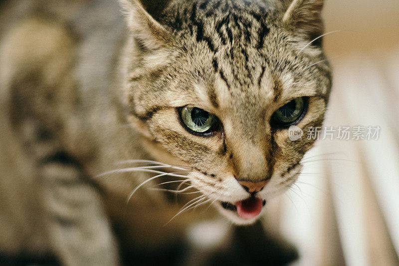 吐舌头的猫