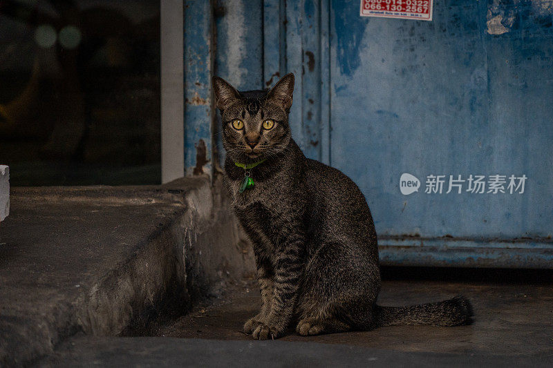 曼谷街头的猫