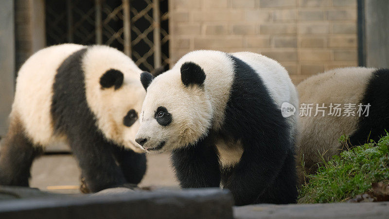 两只大熊猫在成都向前走