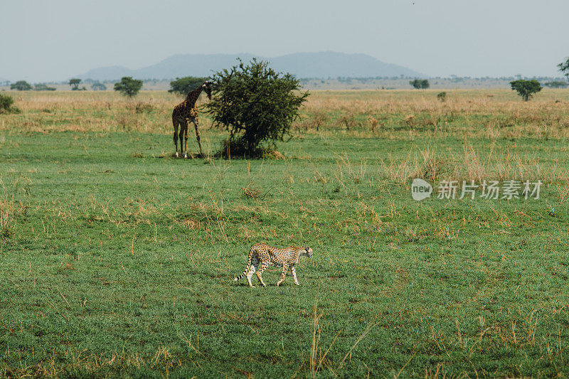 坦桑尼亚塞伦盖蒂国家公园，猎豹在风景优美的草原景观中漫步，背景是长颈鹿