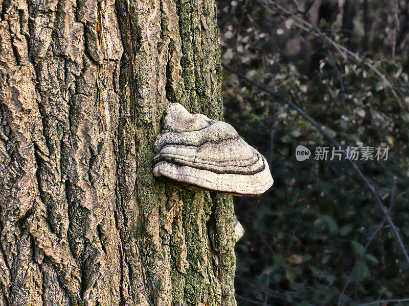 树干树皮上的真菌被称为多孔菌或硬毛菌。