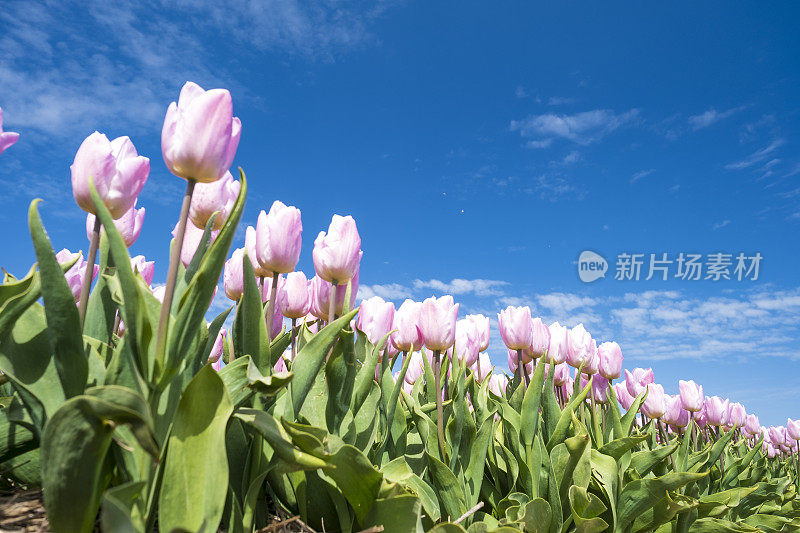 在一个美丽的春天，粉红色的郁金香生长在田野里