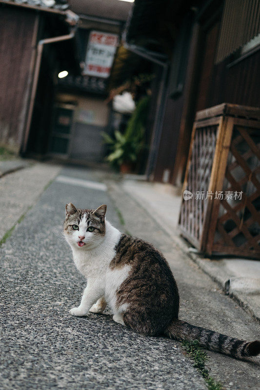 一只猫在巷子里伸出舌头