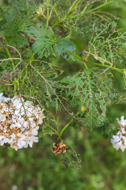 花园里的花卉植物被毛毛虫害虫吃掉了