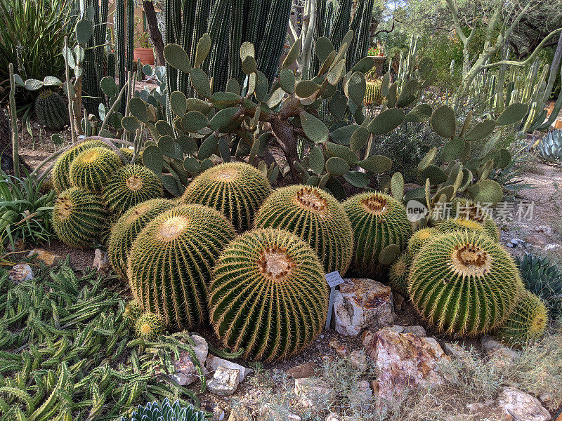 位于亚利桑那州图森市植物园的桶状仙人掌、沙漠树和其他多肉植物