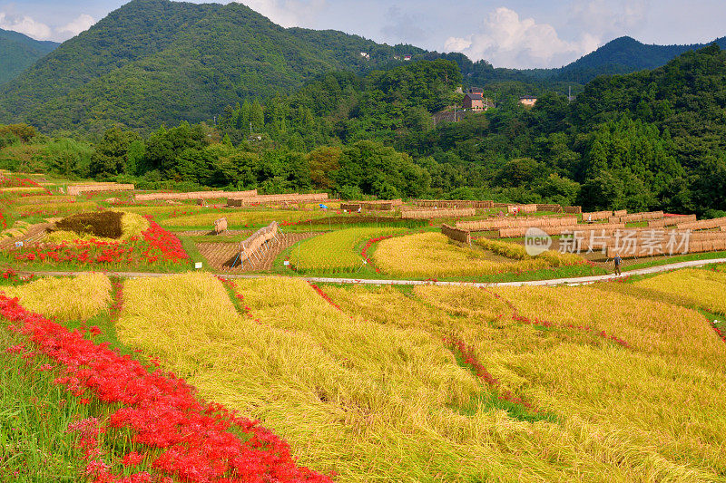 秋日的寺坂梯田，位于琦玉县秩父县