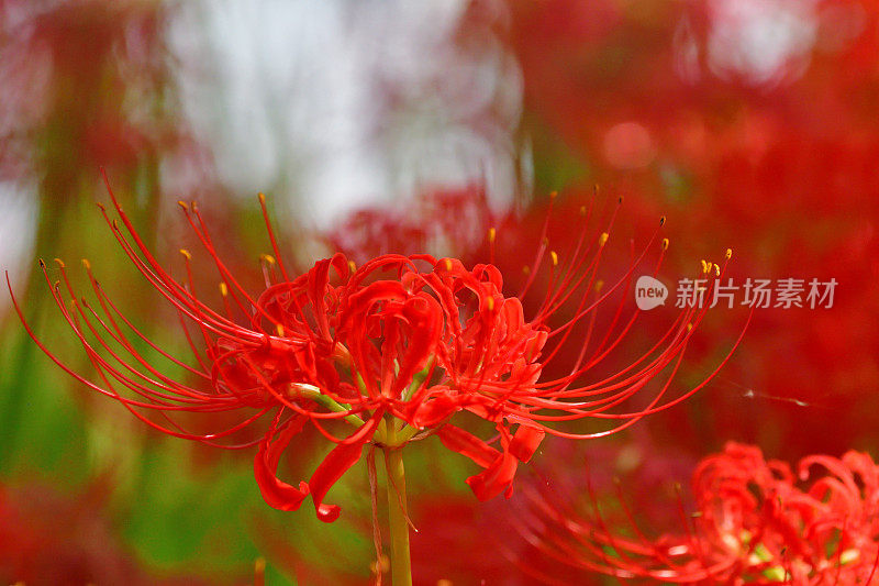 蜘蛛百合花，拍摄于埼玉县金轮田