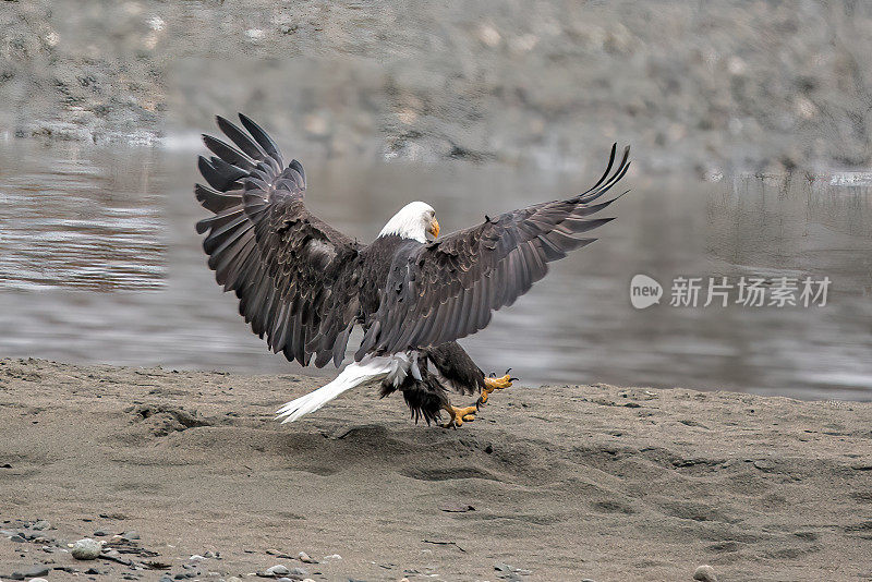 秃鹰降落在奇尔卡特河边的沙滩上