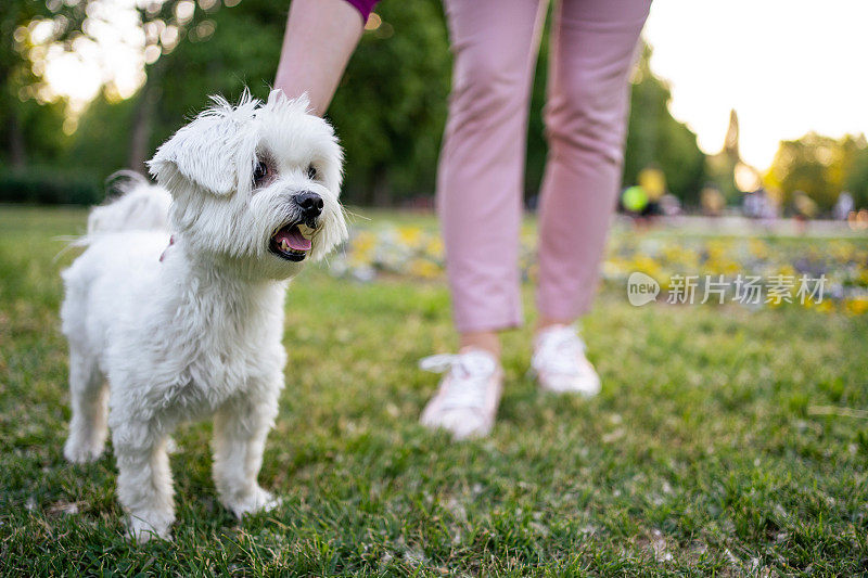 这只马耳他犬在公园里享受夏日的美好时光