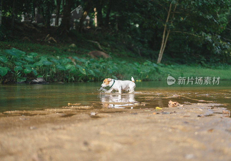 杰克罗素梗狗走进瀑布试图捡棍子在小溪河夏天的时间