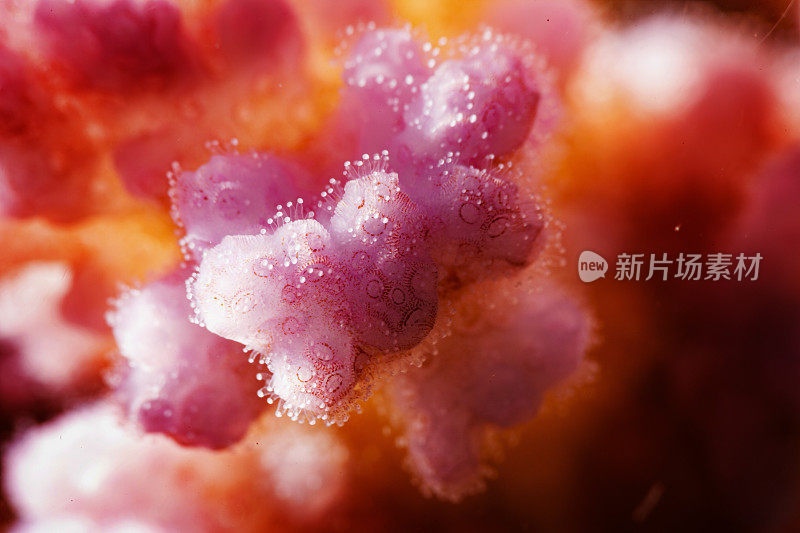 手指珊瑚海洋生物极限，超宏观，特写。珊瑚礁水下照片水肺潜水员的观点红海
