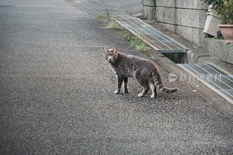 一只灰色的猫走在街上