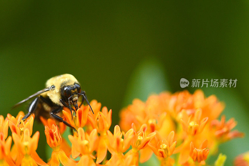 蜜蜂在蝴蝶草上