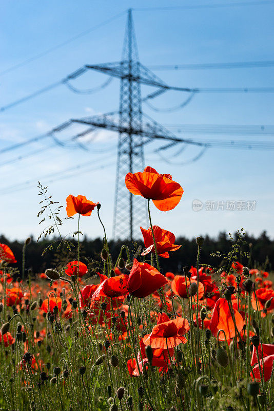 红色罂粟花和电线杆