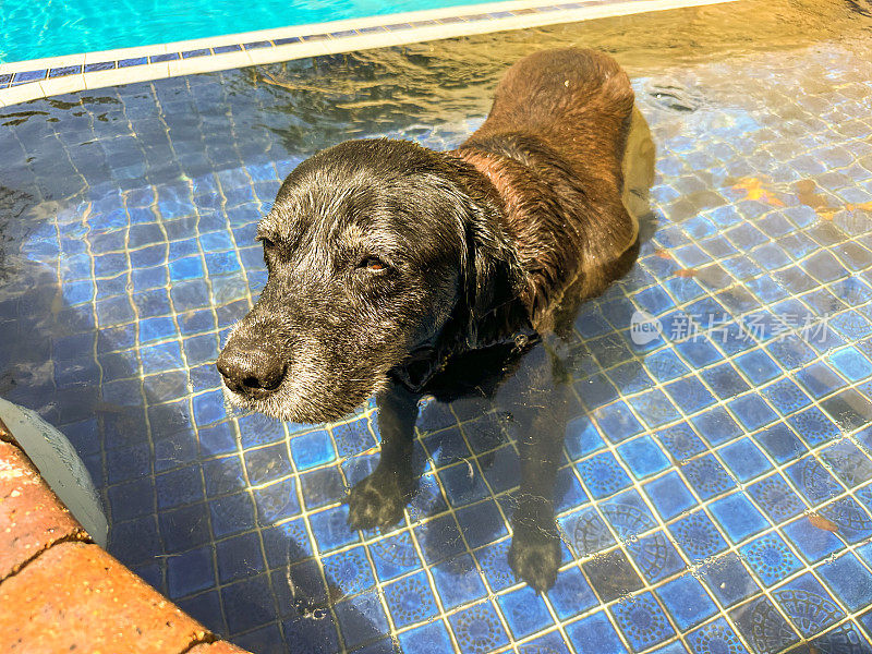 游泳池里的一只老拉布拉多狗