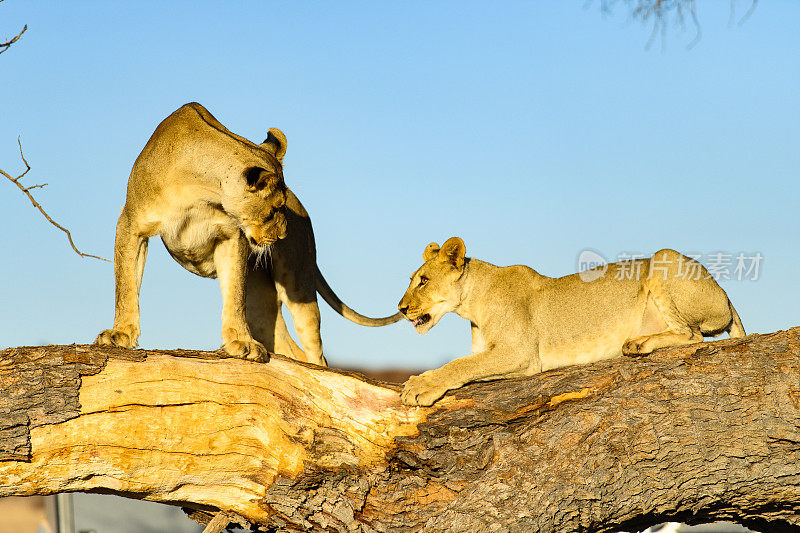 喀拉哈里沙漠树桩上的小狮子