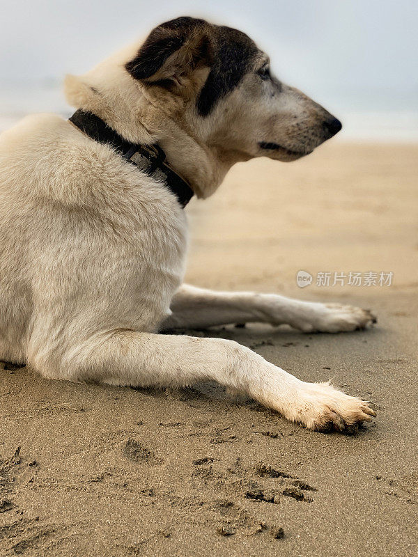 特写图像的印度野生流浪狗躺在潮湿的沙子附近的水的边缘的海在退潮，重点在前景